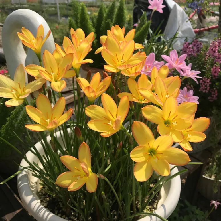 Čebulice dežnih orhidej – cvetijo po drugem dežju-SI