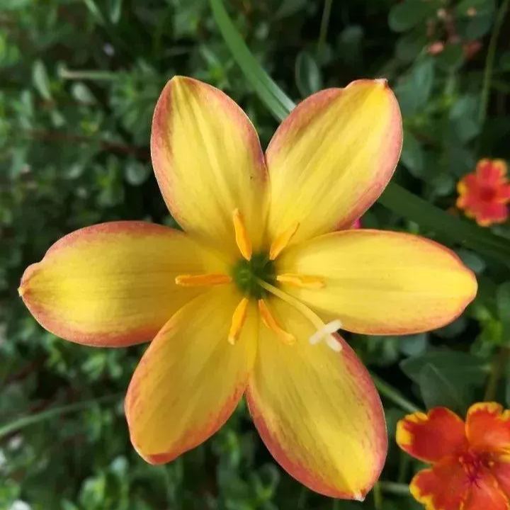 Čebulice dežnih orhidej – cvetijo po drugem dežju-SI