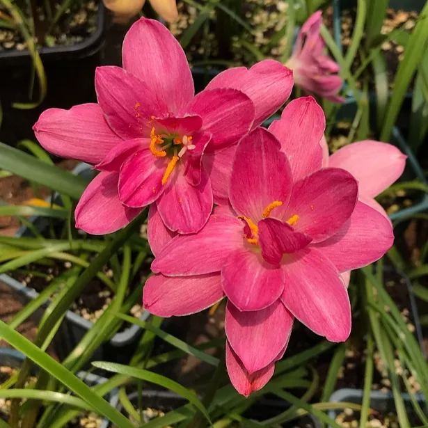 Čebulice dežnih orhidej – cvetijo po drugem dežju-SI