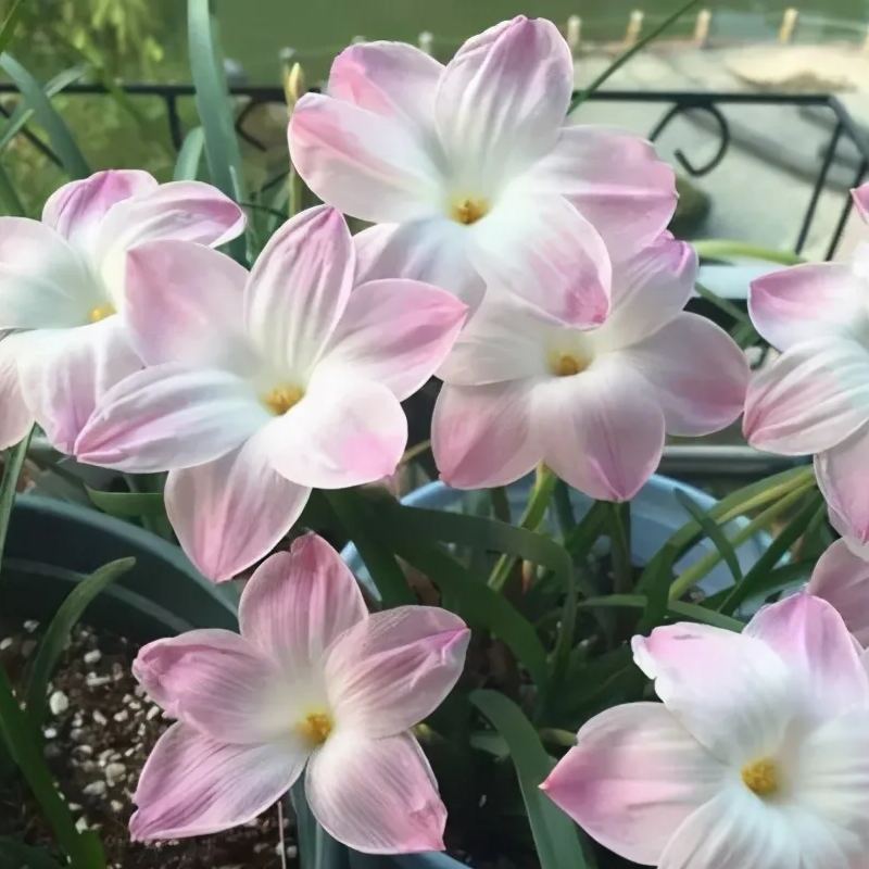 Čebulice dežnih orhidej – cvetijo po drugem dežju-SI