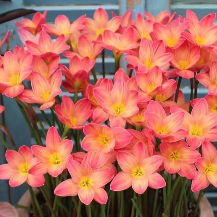 Čebulice dežnih orhidej – cvetijo po drugem dežju-SI