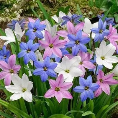 Čebulice dežnih orhidej – cvetijo po drugem dežju-SI