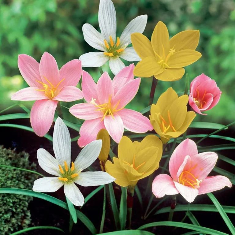 Čebulice dežnih orhidej – cvetijo po drugem dežju-SI