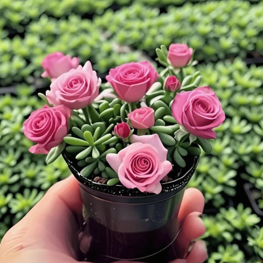 Bulbos de orquídea dobles: resistentes y fragantes-ES