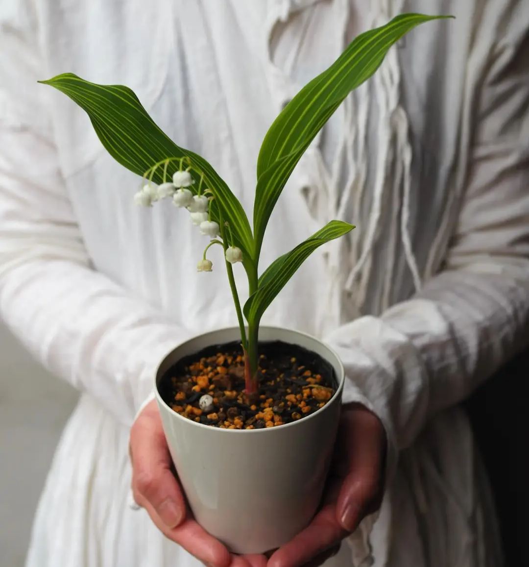 💐ΚΡΙΝΟΣ ΤΗΣ ΚΟΙΛΑΔΑΣ – Η ΕΥΤΥΧΙΑ ΦΤΑΝΕΙ-GR