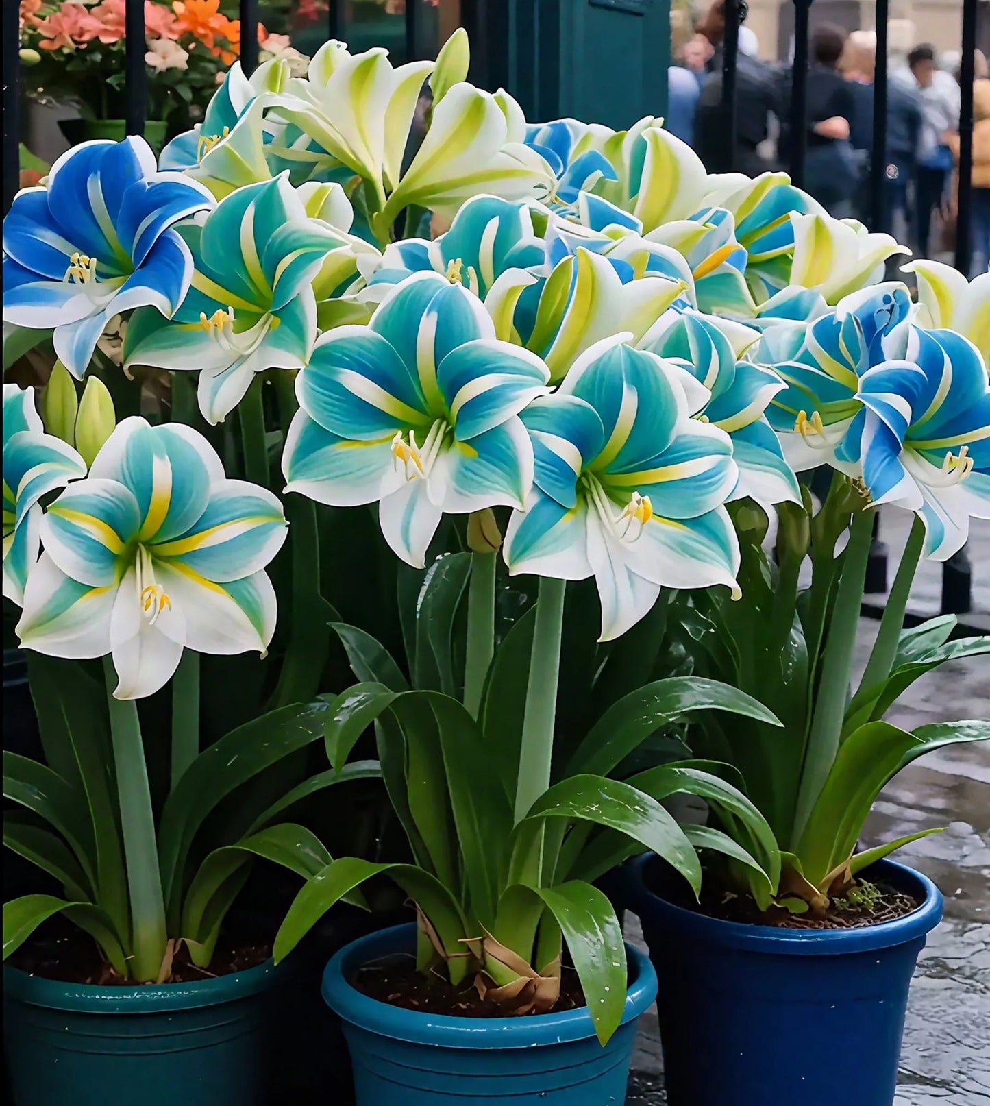 Bulbos de amaryllis perfumados con pétalos dobles--ES