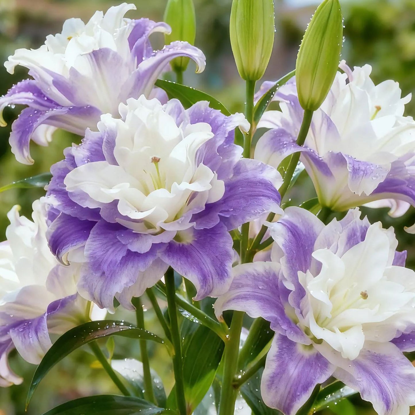 Bulbos de lirio fragante bicolor de doble pétalo: frescos y dulces.-ES