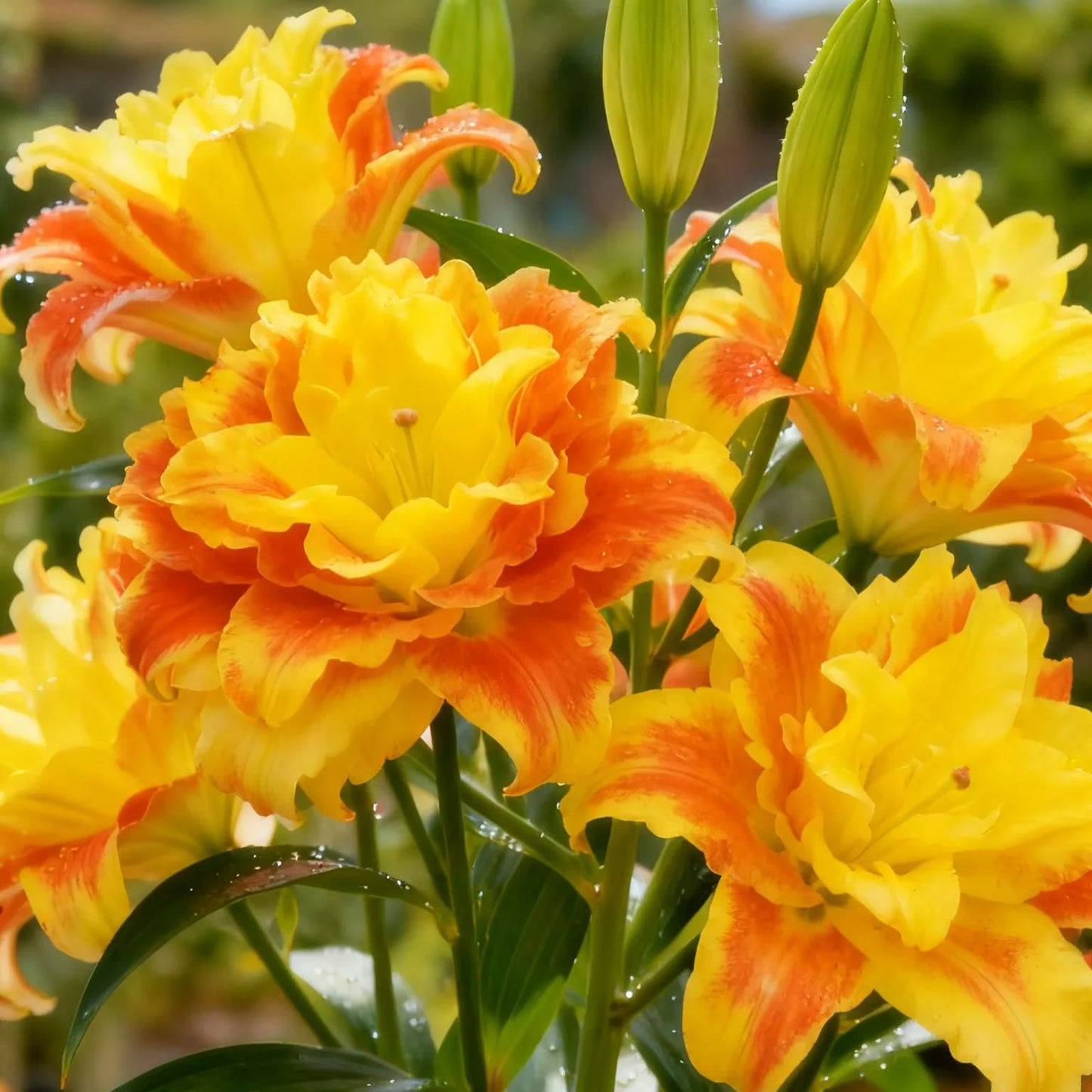 Bulbos de lirio fragante bicolor de doble pétalo: frescos y dulces.-ES