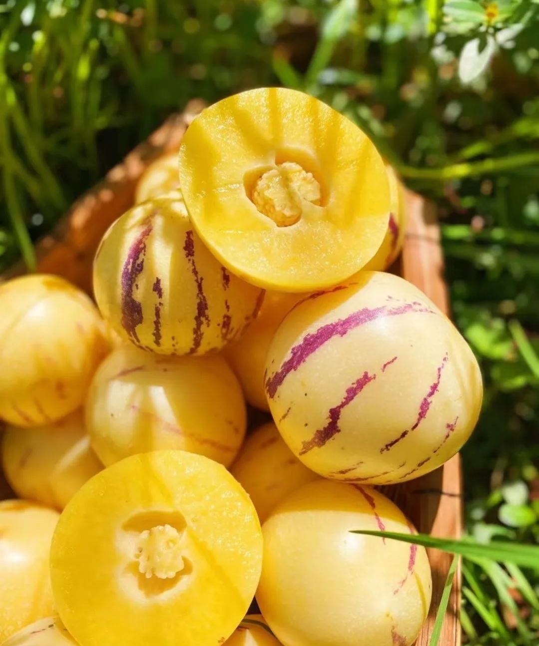 🏆 Prodano preko 75 000 pakiranja! 🌿Sjemenke ginsenga - lako se uzgajaju🌱 (Ograničeno vrijeme: bez gnojiva)-HR