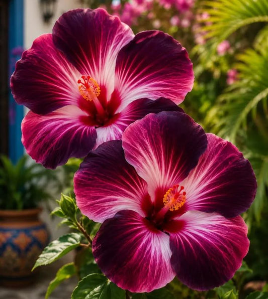 Bulbos de hibisco raros: para maceta, balcón o plantación de invierno.-ES