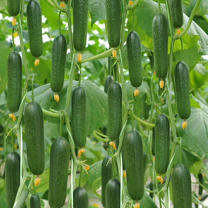 Σπόροι αγγουριού υψηλής απόδοσης F1 Superfruit Cluster-GR