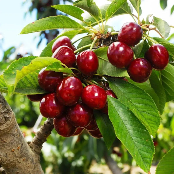 🌿Εξαιρετικά Μεγάλοι Σπόροι Κερασιού Gomahali🍒-GR