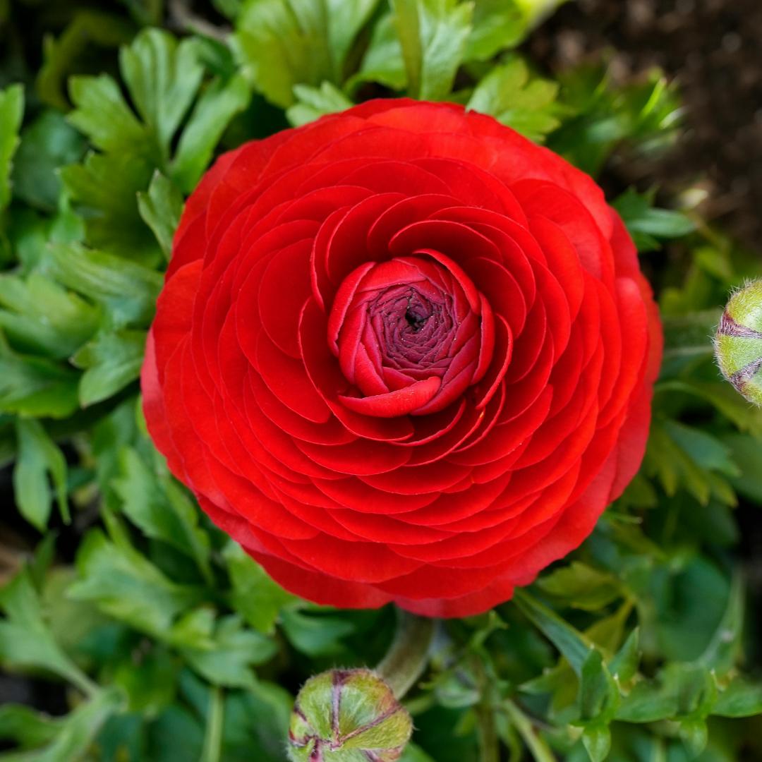 Cibuľky iskerníkov – jemné, elegantné, nezabudnuteľné 🌸-SK
