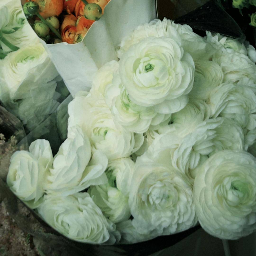 Cibuľky iskerníkov – jemné, elegantné, nezabudnuteľné 🌸-SK