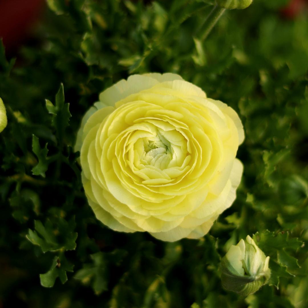 Cibuľky iskerníkov – jemné, elegantné, nezabudnuteľné 🌸-SK