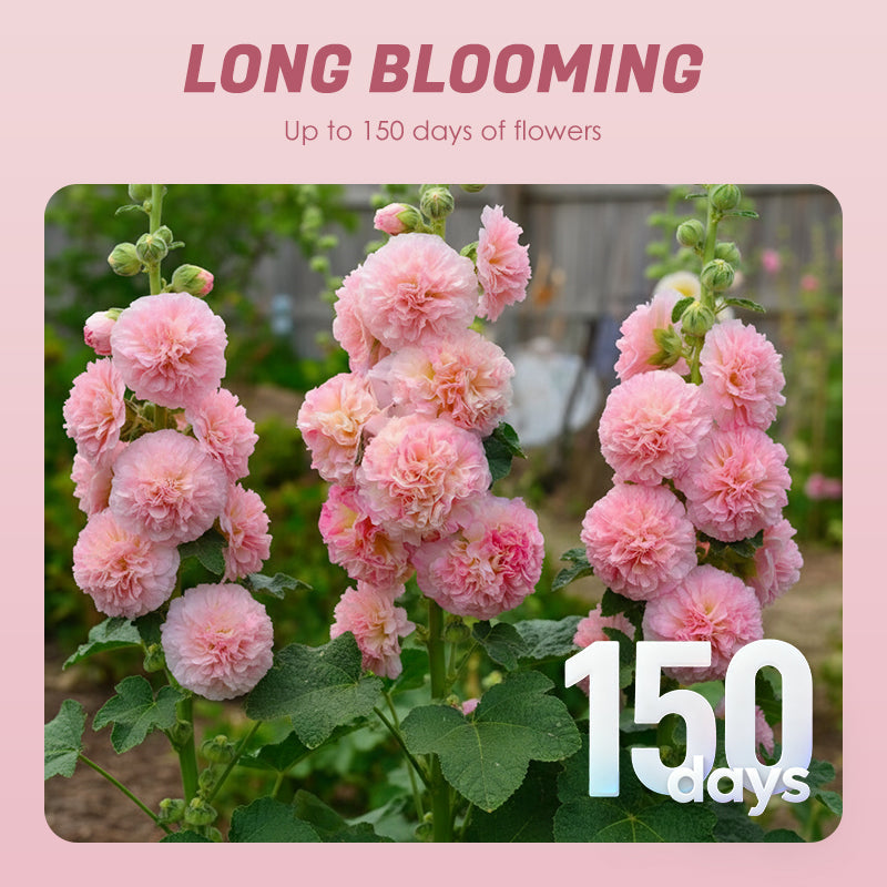 🌸Semillas de malva perenne con flores🌸-ES