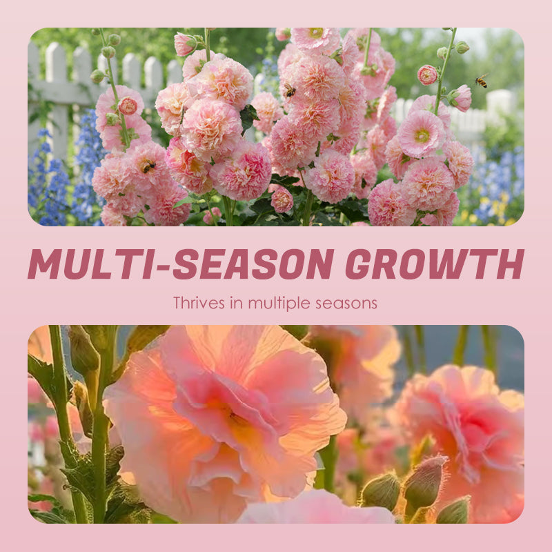 🌸Semillas de malva perenne con flores🌸-ES