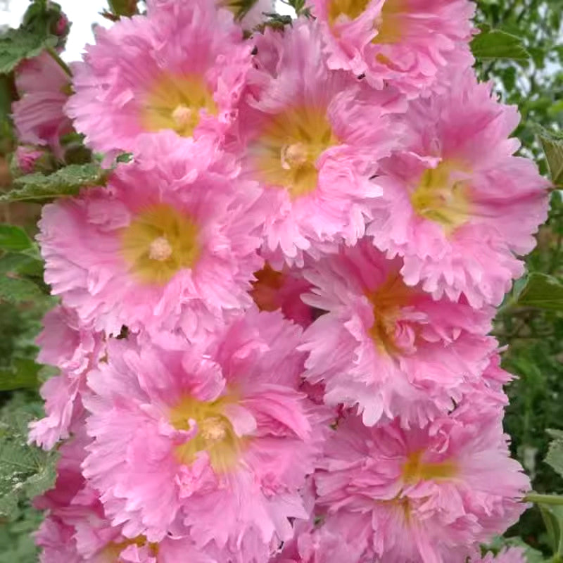 🌸Semillas de malva perenne con flores🌸-ES