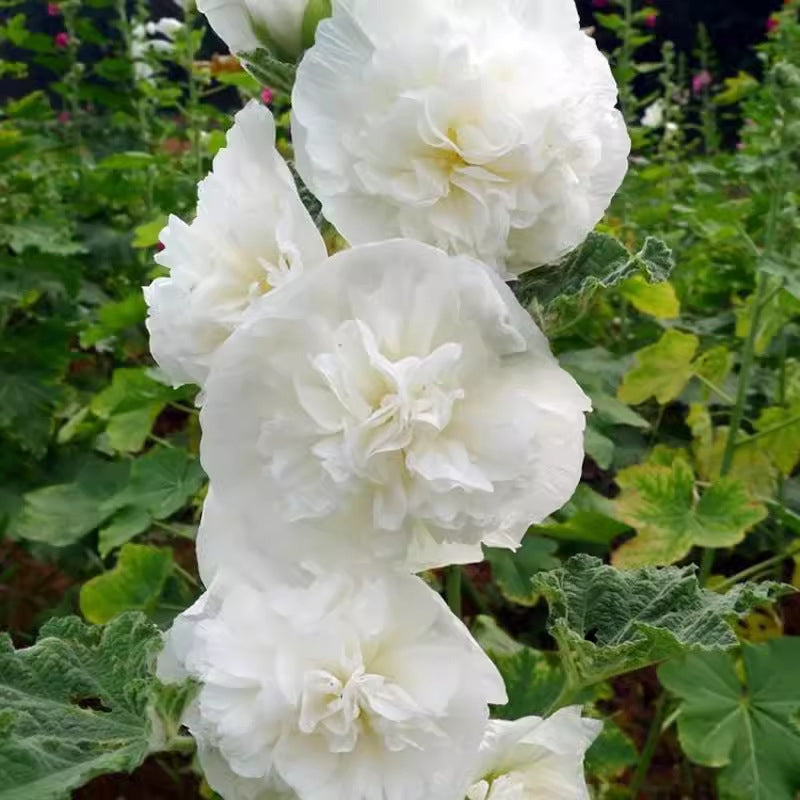 🌸Semillas de malva perenne con flores🌸-ES