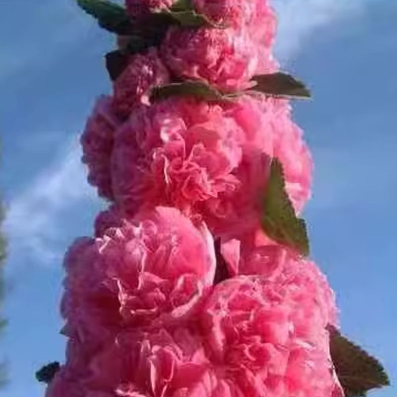 🌸Semillas de malva perenne con flores🌸-ES