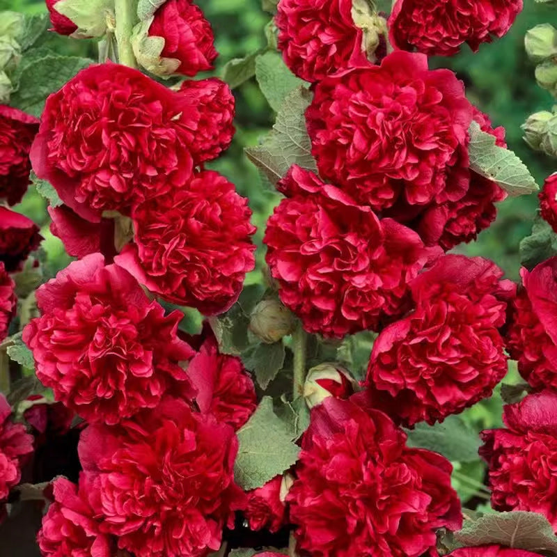 🌸Semillas de malva perenne con flores🌸-ES