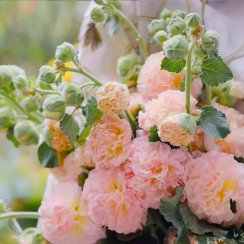 🌸Semillas de malva perenne con flores🌸-ES